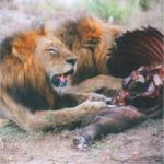Lion and buff carcass in Sabi